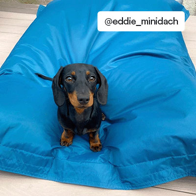 @eddie_minidach